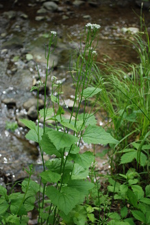 garlic mustard.jpg